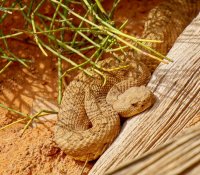 Arches NP midget faded rattlesnake.jpg