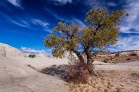 _MG_0994.jpg _MG_0994.jpg