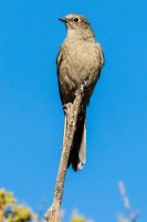 _MG_0565.jpg _MG_0565.jpg