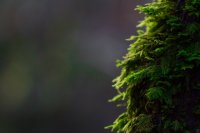 Stevens Trail-5.jpg Stevens Trail-5.jpg