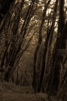 Stevens Trail-3.jpg Stevens Trail-3.jpg