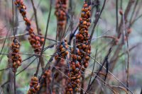 Stevens Trail-26.jpg Stevens Trail-26.jpg