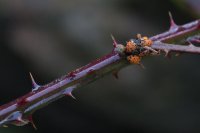 Stevens Trail-27.jpg Stevens Trail-27.jpg