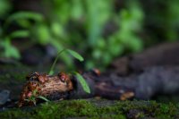 Stevens Trail-31.jpg