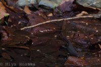 Murietta Falls-28.jpg Murietta Falls-28.jpg