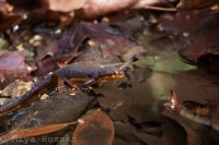 Murietta Falls-30.jpg Murietta Falls-30.jpg