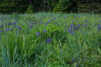 Seward_trip_Wild_Irises.jpg