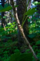 Seward_trip_hike_beach_S_Devils_Club_spines-2.jpg