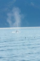 Seward_trip_hike_beach_S_humpback_spout.jpg