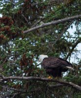 Seward_trip_bald_eagle_tree2.jpg