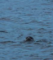 Seward_trip_harbor_seal.jpg