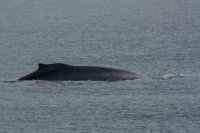 Seward_trip_humpback_whale.jpg