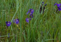 Seward_trip_Wild_Irises-2.jpg