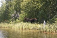 Boundary Moose.JPG