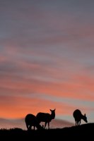 Reflective Eyes-32.jpg