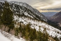 Red Pine 3-21-180001-proc.jpg