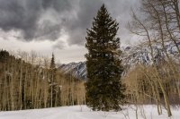 Red Pine 3-21-180012-proc.jpg