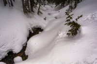 Red Pine 3-21-180021-proc.jpg