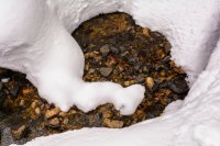 Red Pine 3-21-180024-proc.jpg