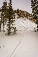 Red Pine 3-21-180029-proc.jpg