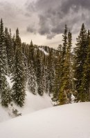 Red Pine 3-21-180032-proc.jpg