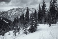 Red Pine 3-21-180035-proc-bw.jpg