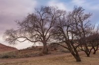 Capitol Reef 3-180198_1.jpg