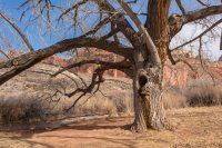 Capitol Reef 3-180305.jpg