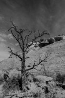 Capitol Reef 3-180527-bw.jpg