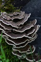 Raving in Nature-8.jpg