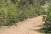 Raving in Nature-12.jpg