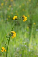 Raving in Nature-7.jpg