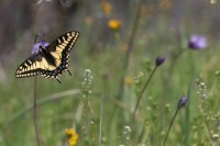 Raving in Nature-21.jpg