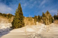 Neffs Canyon 4-20180104-proc.jpg