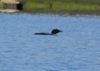 fullsizeoutput_5af.jpeg fullsizeoutput_5af.jpeg