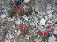 IMG_1152.JPG IMG_1152.JPG