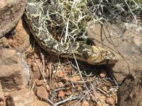 Dominguez Canyons Backpack 4.22.18 116.jpg