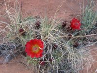 Dominguez Canyons Backpack 4.22.18 179.jpg Dominguez Canyons Backpack 4.22.18 179.jpg
