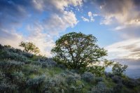 Potatoe Hill 5-20180099-proc-small.jpg