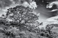 Potatoe Hill 5-20180108-bw-small.jpg