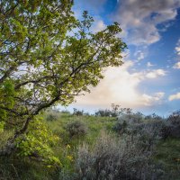 Potatoe Hill 5-20180112-sq-small.jpg