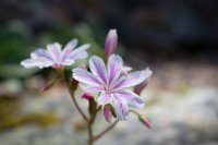 Stuart Fork-9.jpg Stuart Fork-9.jpg