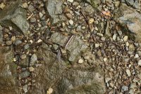 Middle_Prong_04.jpg Middle_Prong_04.jpg