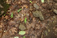 Middle_Prong_18.jpg Middle_Prong_18.jpg