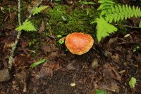 Middle_Prong_19.jpg Middle_Prong_19.jpg