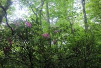 Middle_Prong_25.jpg Middle_Prong_25.jpg