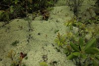 Middle_Prong_27.jpg Middle_Prong_27.jpg