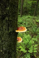 Middle_Prong_35.jpg Middle_Prong_35.jpg