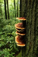 Middle_Prong_38.jpg Middle_Prong_38.jpg