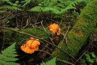 Middle_Prong_39.jpg Middle_Prong_39.jpg